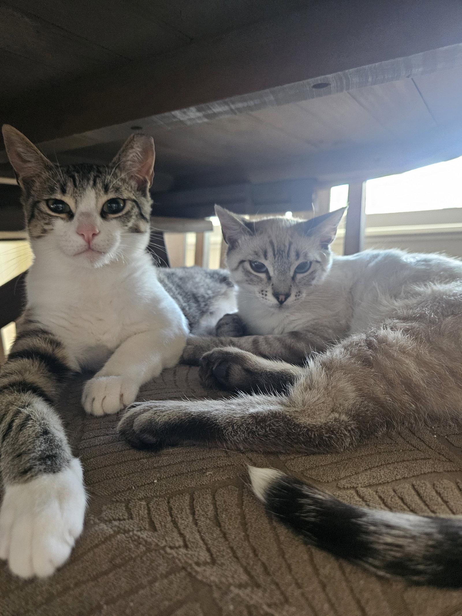 Enlarge Stefan & Damon, a Adoptable mixed breed in Walnut Creek, CA image 3/3