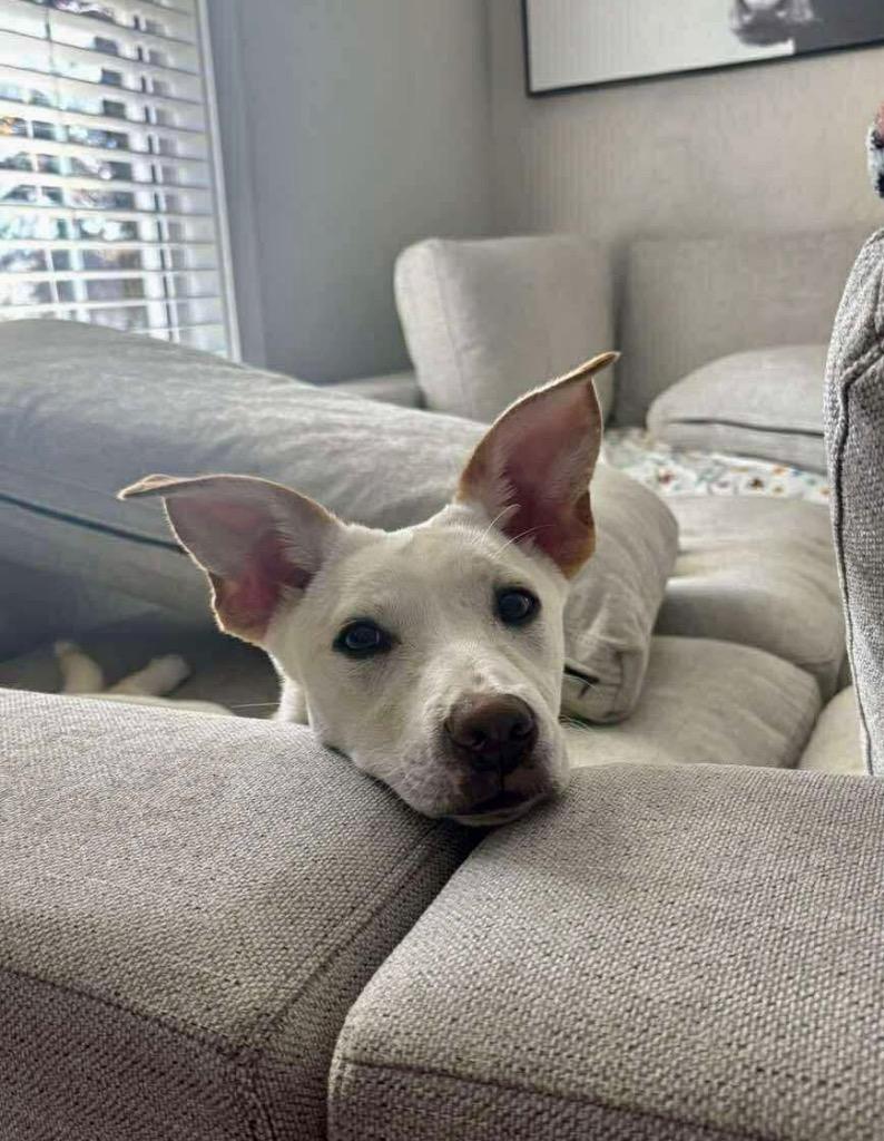 Herky, Adoptable, Young Female Shepherd & Mixed Breed.