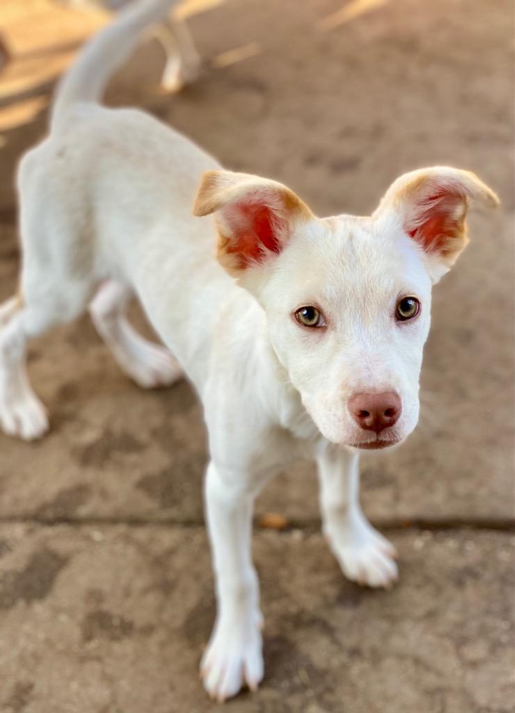 Enlarge Herky, a Adoptable mixed breed in Urbandale, IA image 1/5
