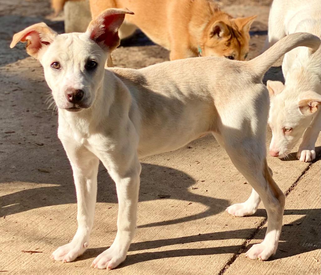 Enlarge Herky, a Adoptable mixed breed in Urbandale, IA image 3/5