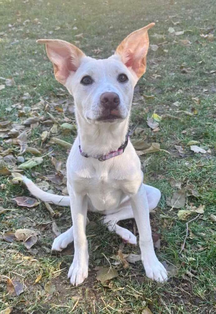 Enlarge Herky, a Adoptable mixed breed in Urbandale, IA image 4/5