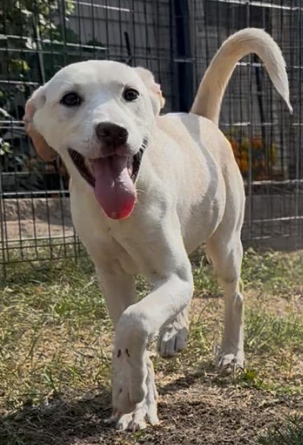 Enlarge Herky, a Adoptable mixed breed in Urbandale, IA image 5/5