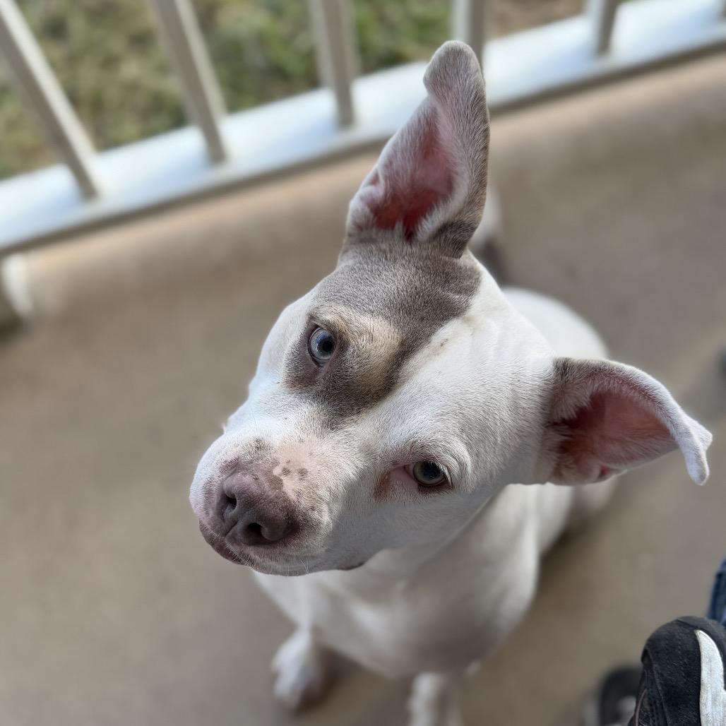 Enlarge Thelma, a Adoptable mixed breed in Ennis, TX image 2/2