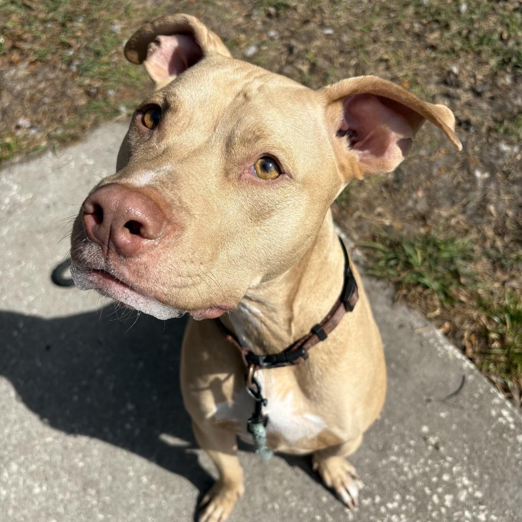 Enlarge Obi, a Adoptable Pit Bull Terrier in Lutz, FL image 1/2