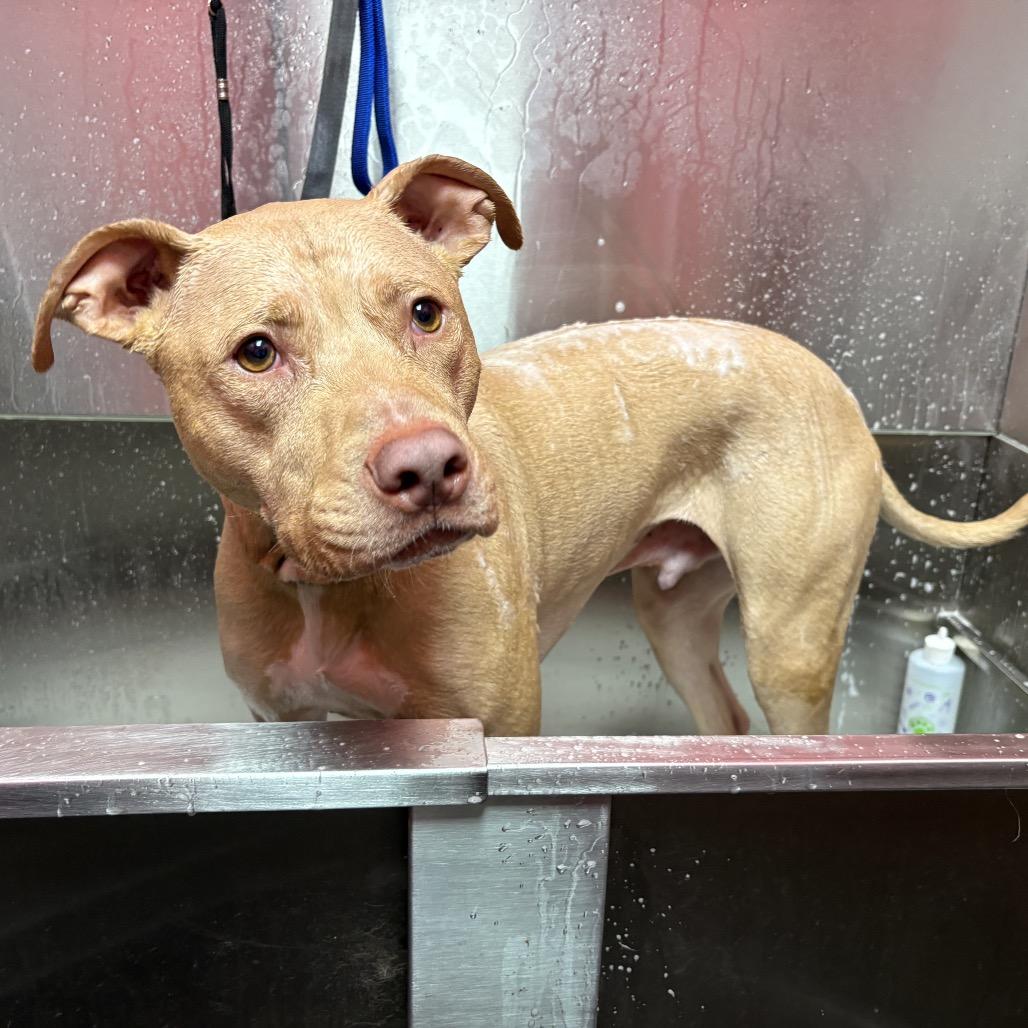 Enlarge Obi, a Adoptable Pit Bull Terrier in Lutz, FL image 2/2