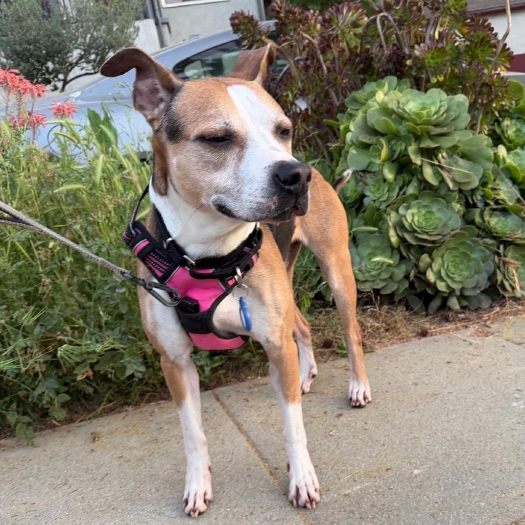 Simon, Adoptable, Senior Male Pit Bull Terrier & Beagle.