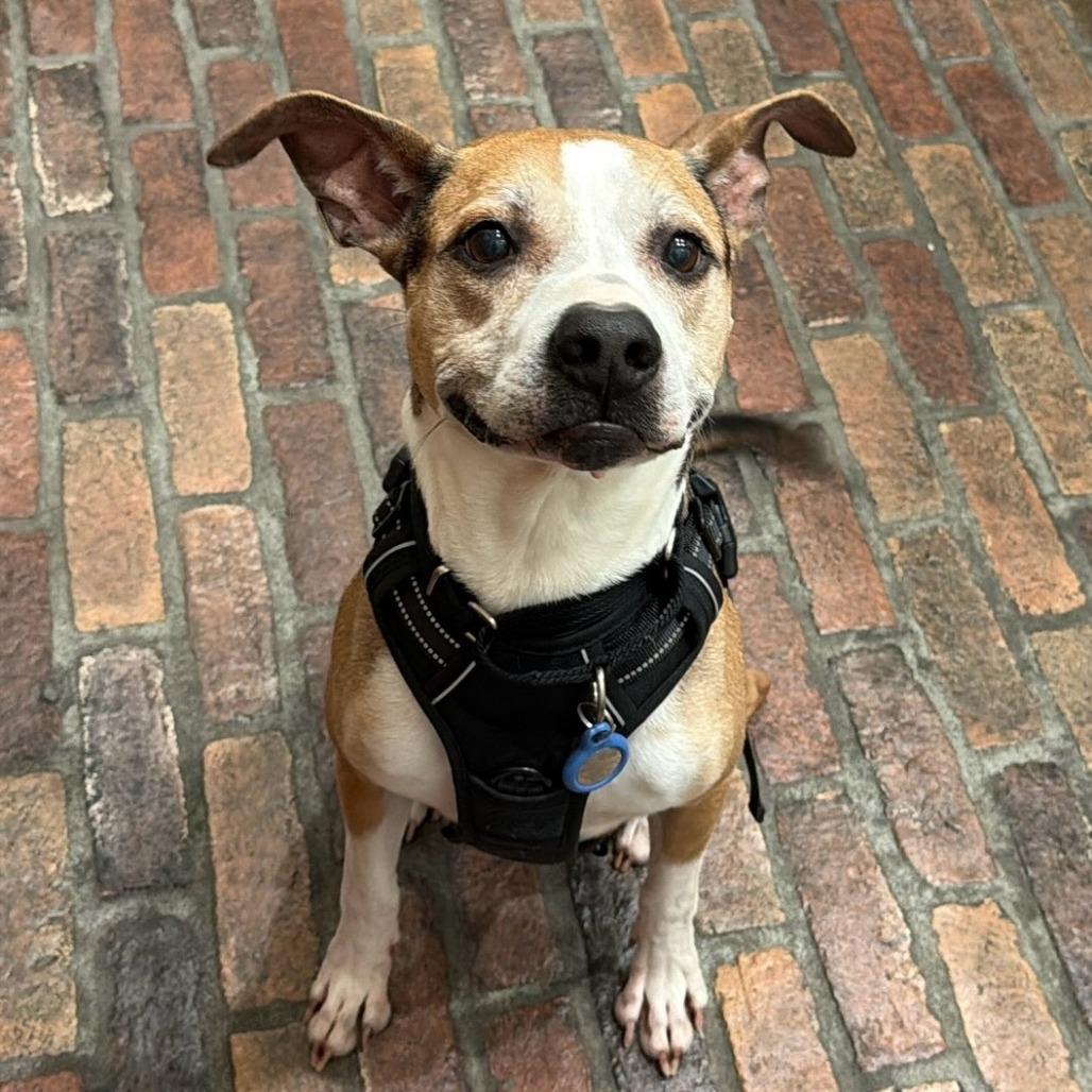 Simon, Adoptable, Senior Male Pit Bull Terrier & Beagle.