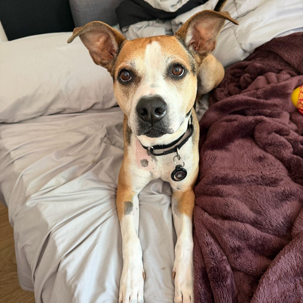 Enlarge Simon, a Adoptable mixed breed in Nowata, OK image 2/6