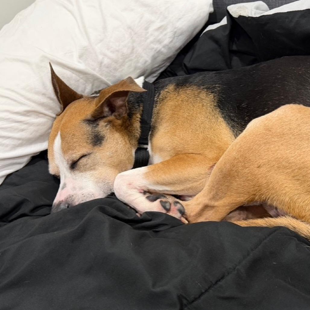 Simon, a Adoptable mixed breed in Nowata, OK image 4/6