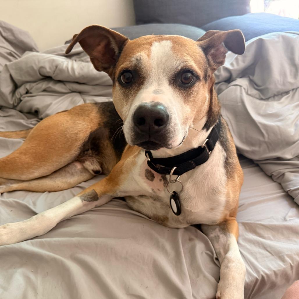 Enlarge Simon, a Adoptable mixed breed in Nowata, OK image 4/6