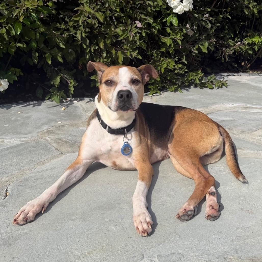 Simon, a Adoptable mixed breed in Nowata, OK image 5/6