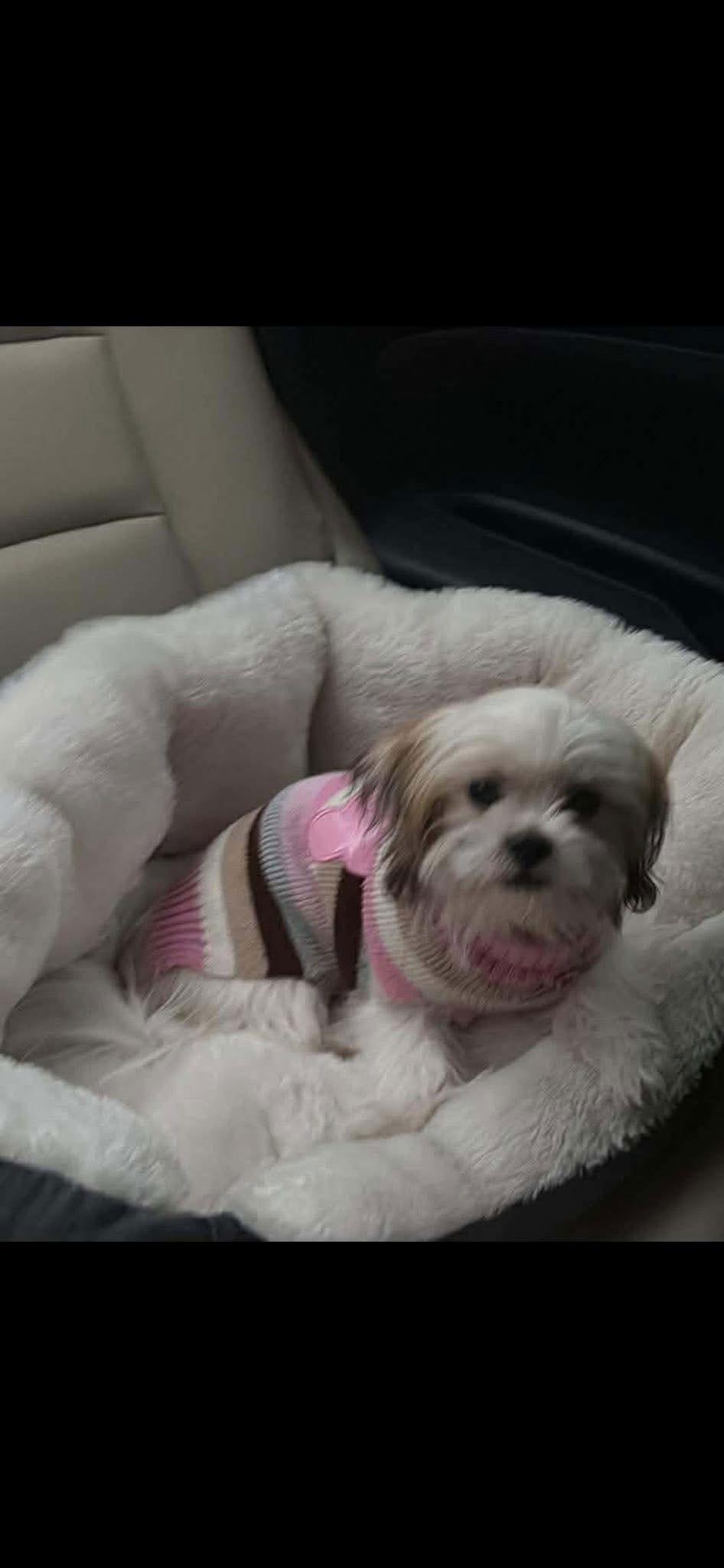 Sophie, Adopted, Young Female Shih Tzu.