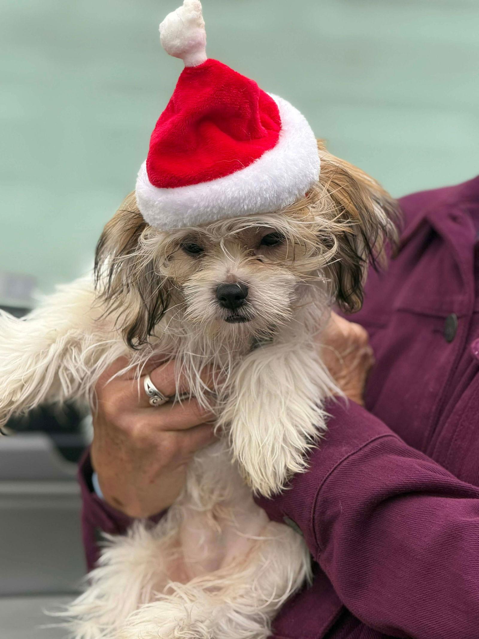 Enlarge Sophie, a Adopted Shih Tzu in Ashville, OH image 2/2