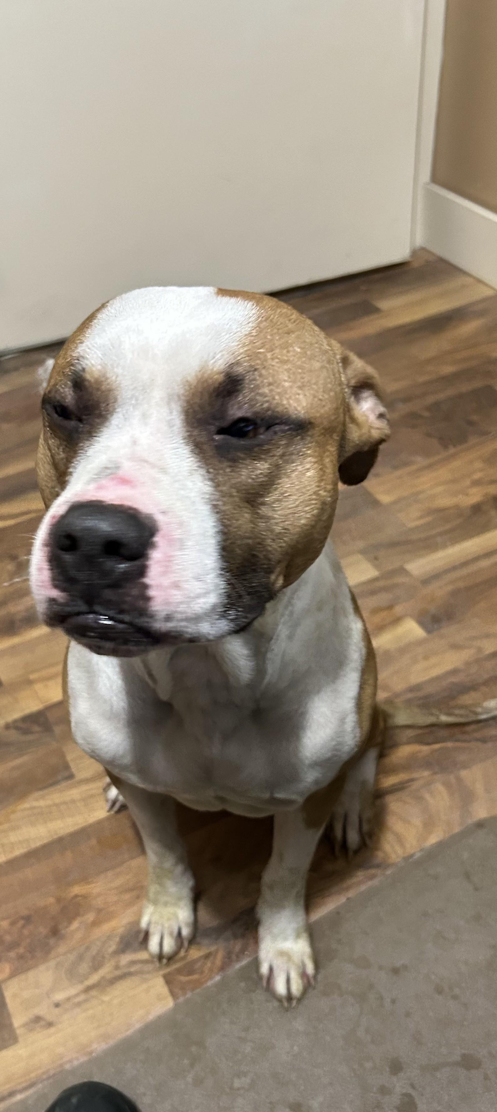 Enlarge Sam, a ADOPTABLE mixed breed in Baldwin, MI image 1/1