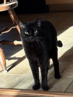 Misty, a Adopted Domestic Short Hair in Kingston, MA image 4/6