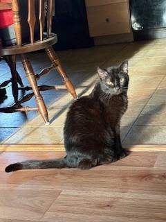 Misty, a Adopted Domestic Short Hair in Kingston, MA image 2/6