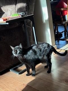 Misty, a Adopted Domestic Short Hair in Kingston, MA image 5/6