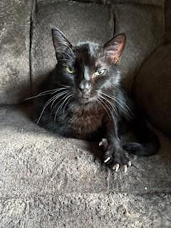 Misty, a Adopted Domestic Short Hair in Kingston, MA image 3/6