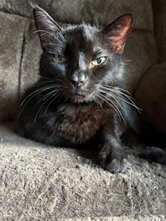 Misty, Adopted, Senior Female Domestic Short Hair.