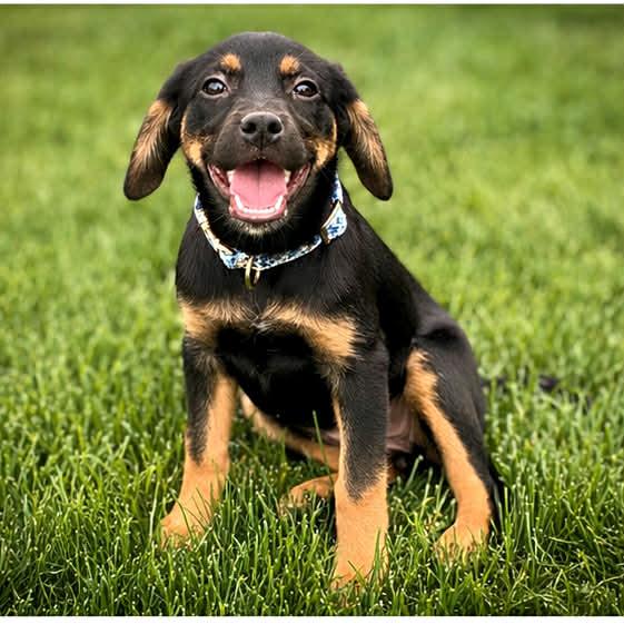 Enlarge CESSNA, a ADOPTABLE mixed breed in Evansville, WI image 4/4