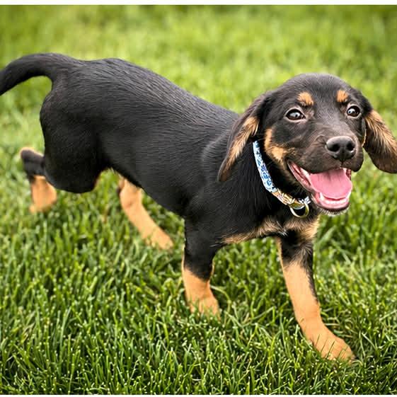 Enlarge CESSNA, a ADOPTABLE mixed breed in Evansville, WI image 2/4