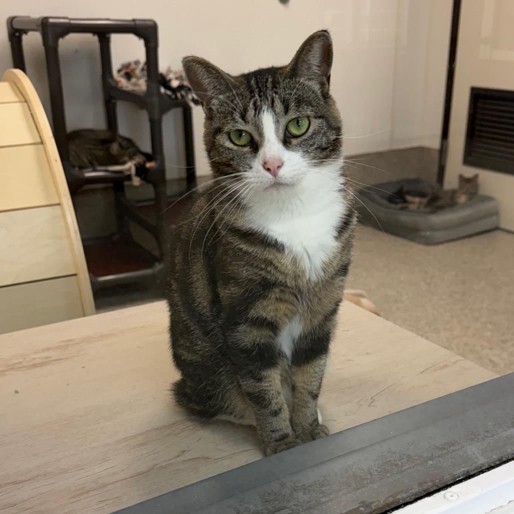 Margherita, Adoptable, Adult Female Domestic Short Hair.