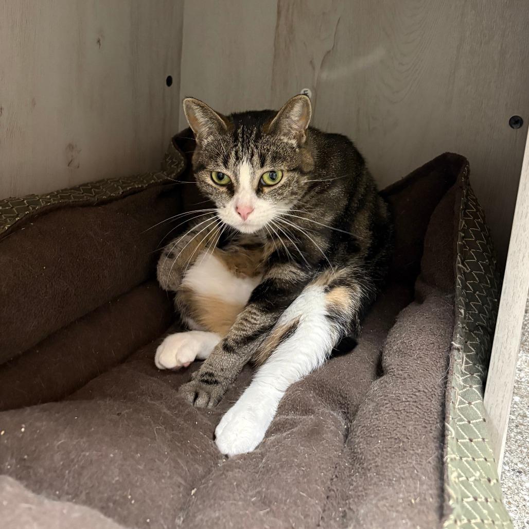 Enlarge Margherita, a Adoptable Domestic Short Hair in Detroit Lakes, MN image 2/5