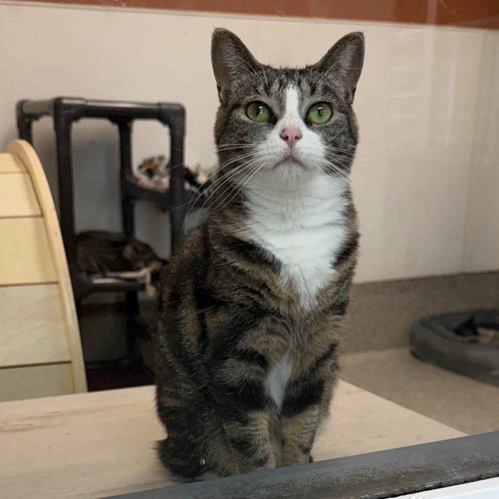 Enlarge Margherita, a Adoptable Domestic Short Hair in Detroit Lakes, MN image 3/5