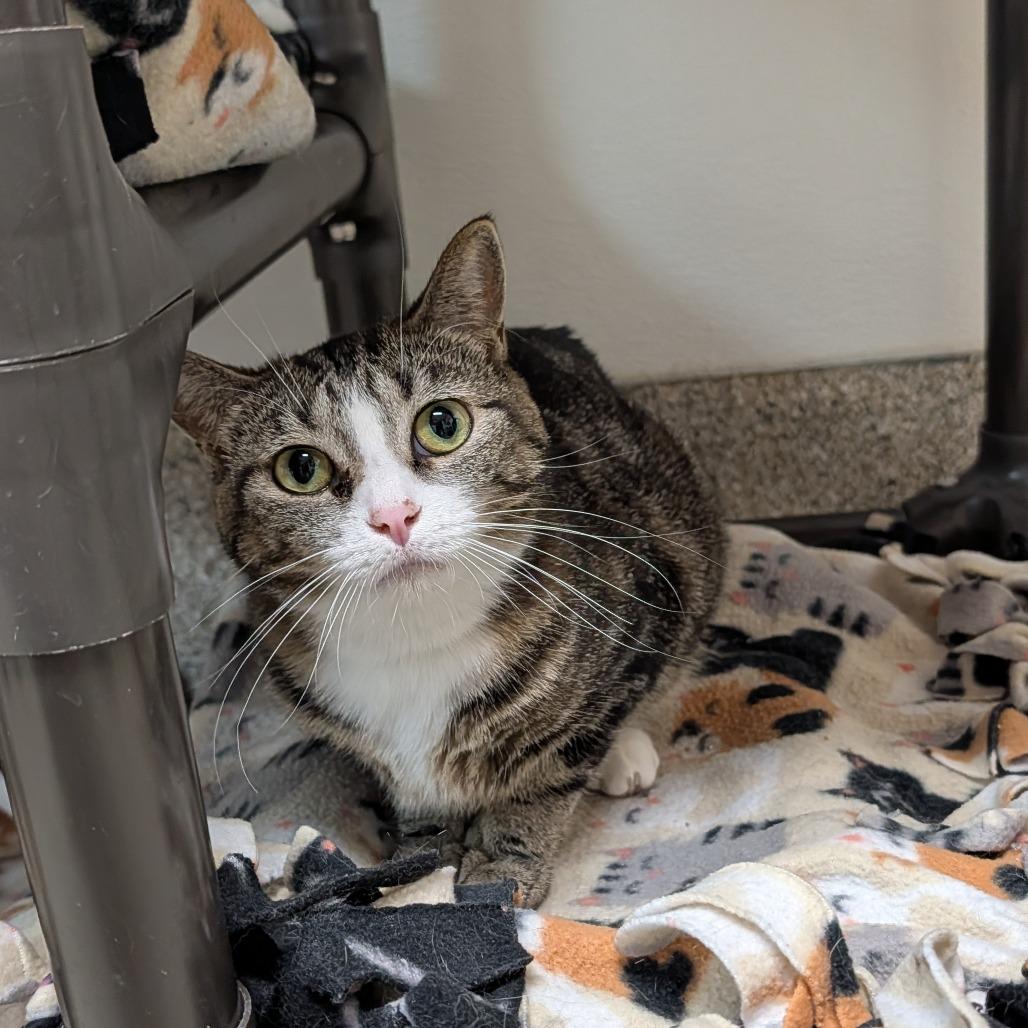 Enlarge Margherita, a Adoptable Domestic Short Hair in Detroit Lakes, MN image 4/5
