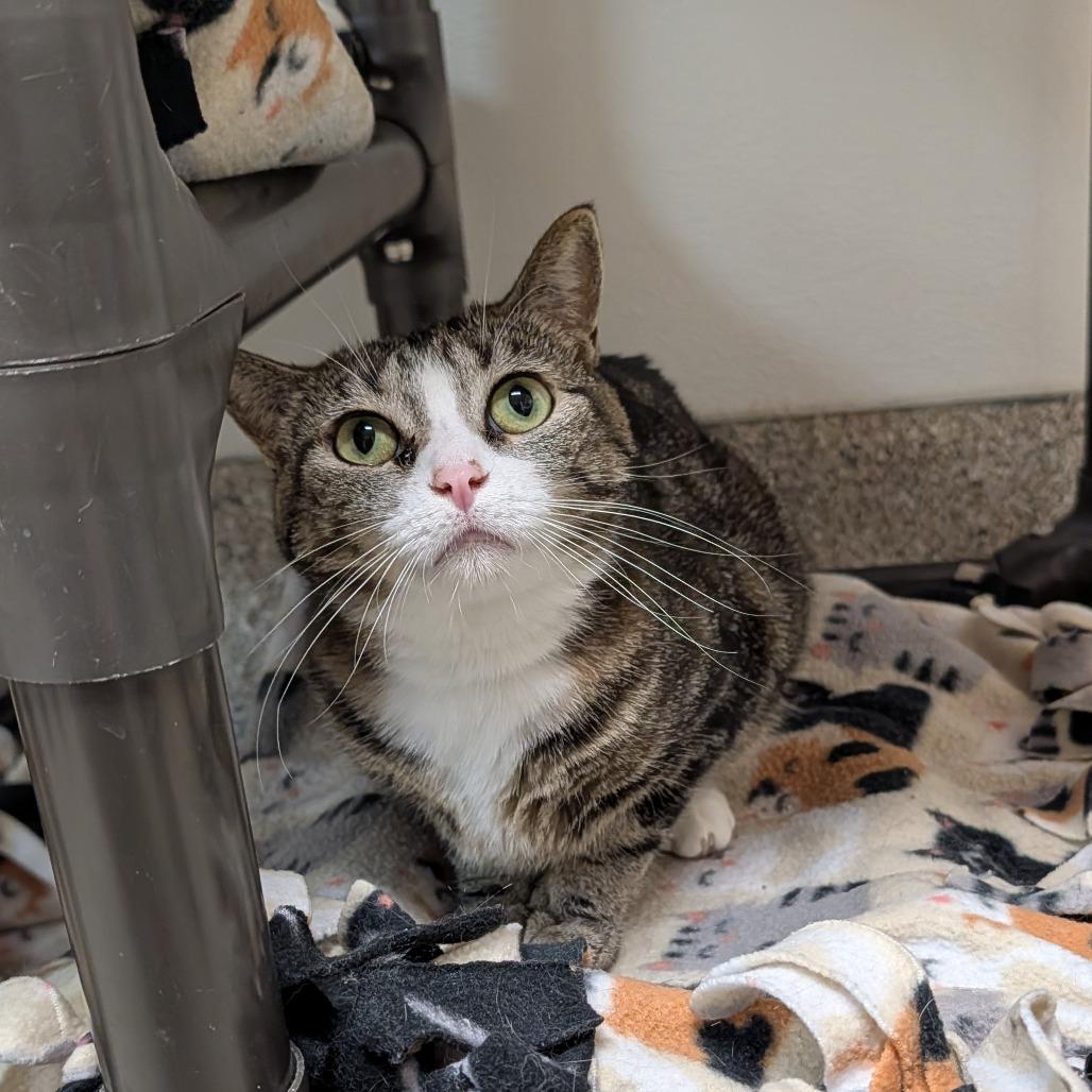 Enlarge Margherita, a Adoptable Domestic Short Hair in Detroit Lakes, MN image 5/5