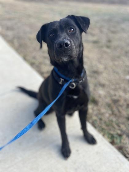 Alice, a Adoptable mixed breed in Fort Worth, TX image 1/3