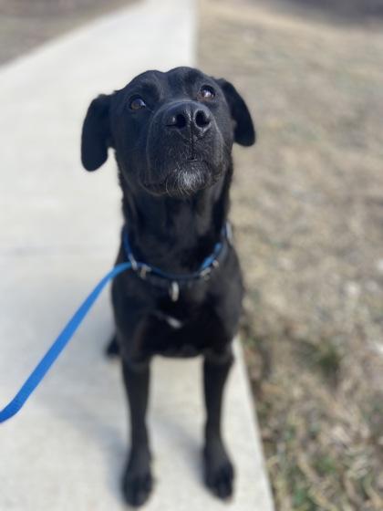 Alice, a Adoptable mixed breed in Fort Worth, TX image 2/3