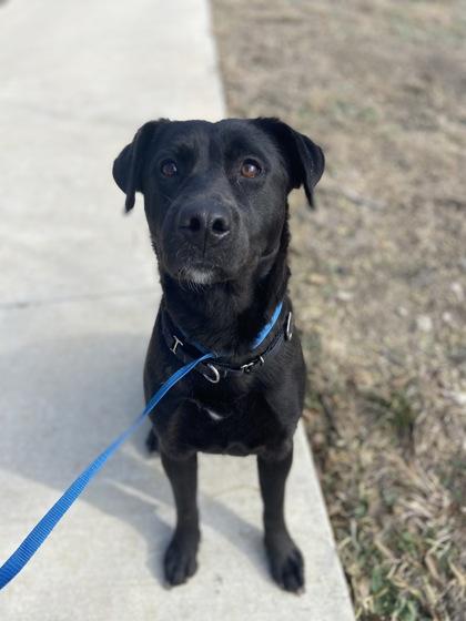 Alice, a Adoptable mixed breed in Fort Worth, TX image 3/3