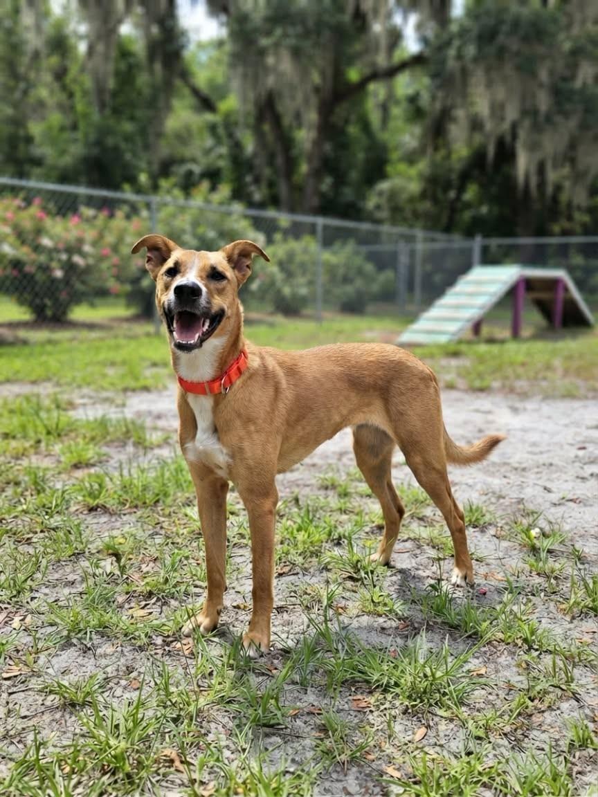 Enlarge Gazelle (SPONSORED), a Adoptable Mixed Breed in Umatilla, FL image 4/4