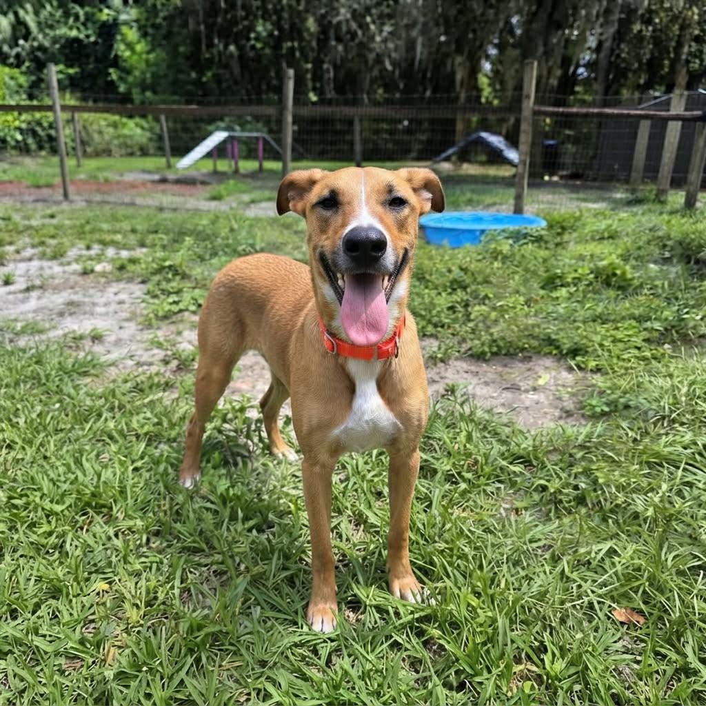 Gazelle (SPONSORED), Adoptable, Adult Female Mixed Breed.