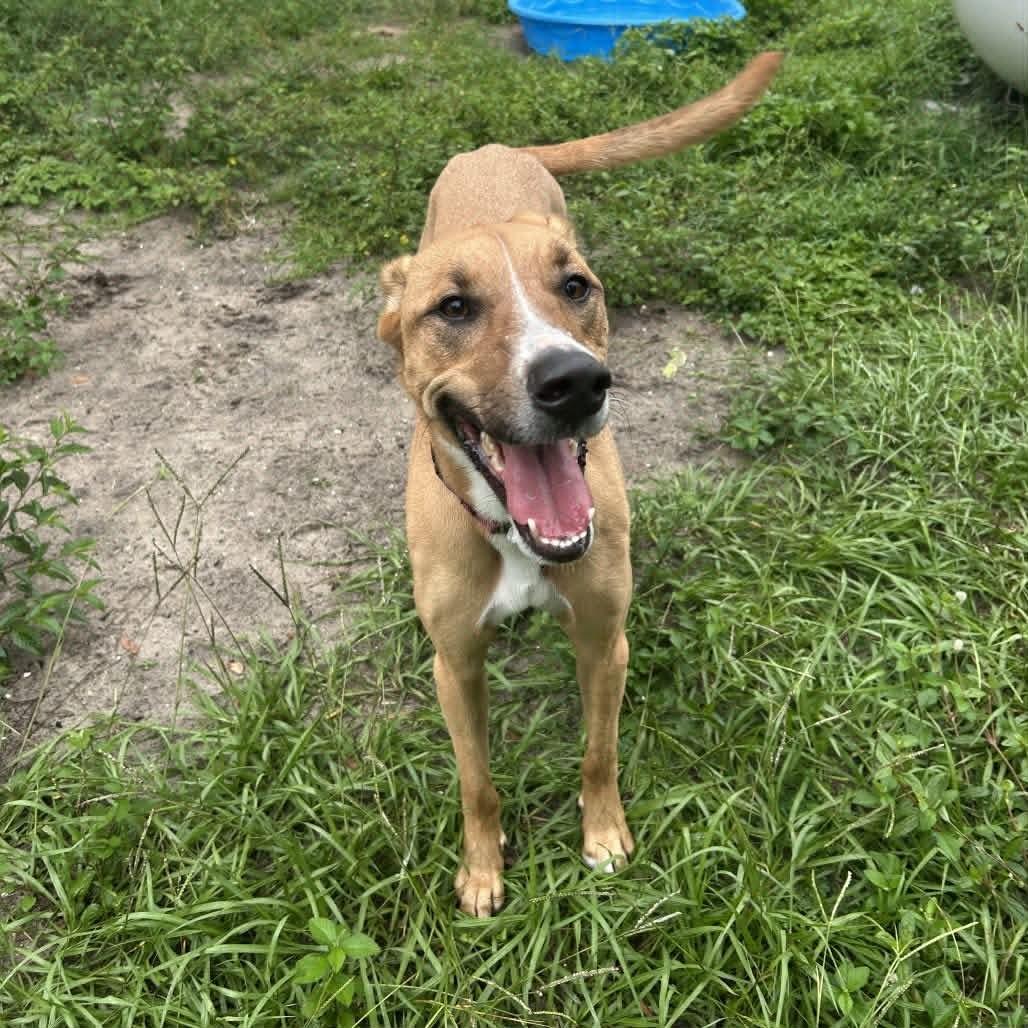 Enlarge Gazelle (SPONSORED), a Adoptable Mixed Breed in Umatilla, FL image 2/4