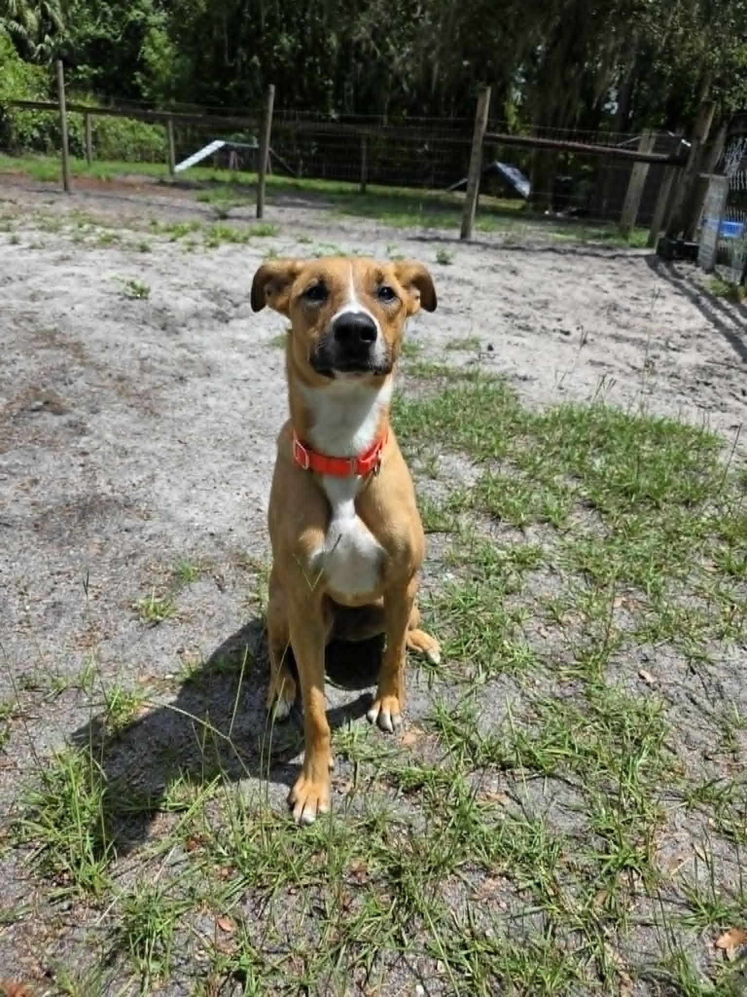 Enlarge Gazelle (SPONSORED), a Adoptable Mixed Breed in Umatilla, FL image 3/4