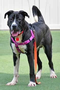 Enlarge Spike, a Adoptable mixed breed in Cleveland, OH image 1/3