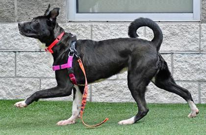 Enlarge Spike, a Adoptable mixed breed in Cleveland, OH image 2/3