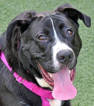 Enlarge Spike, a Adoptable mixed breed in Cleveland, OH image 3/3