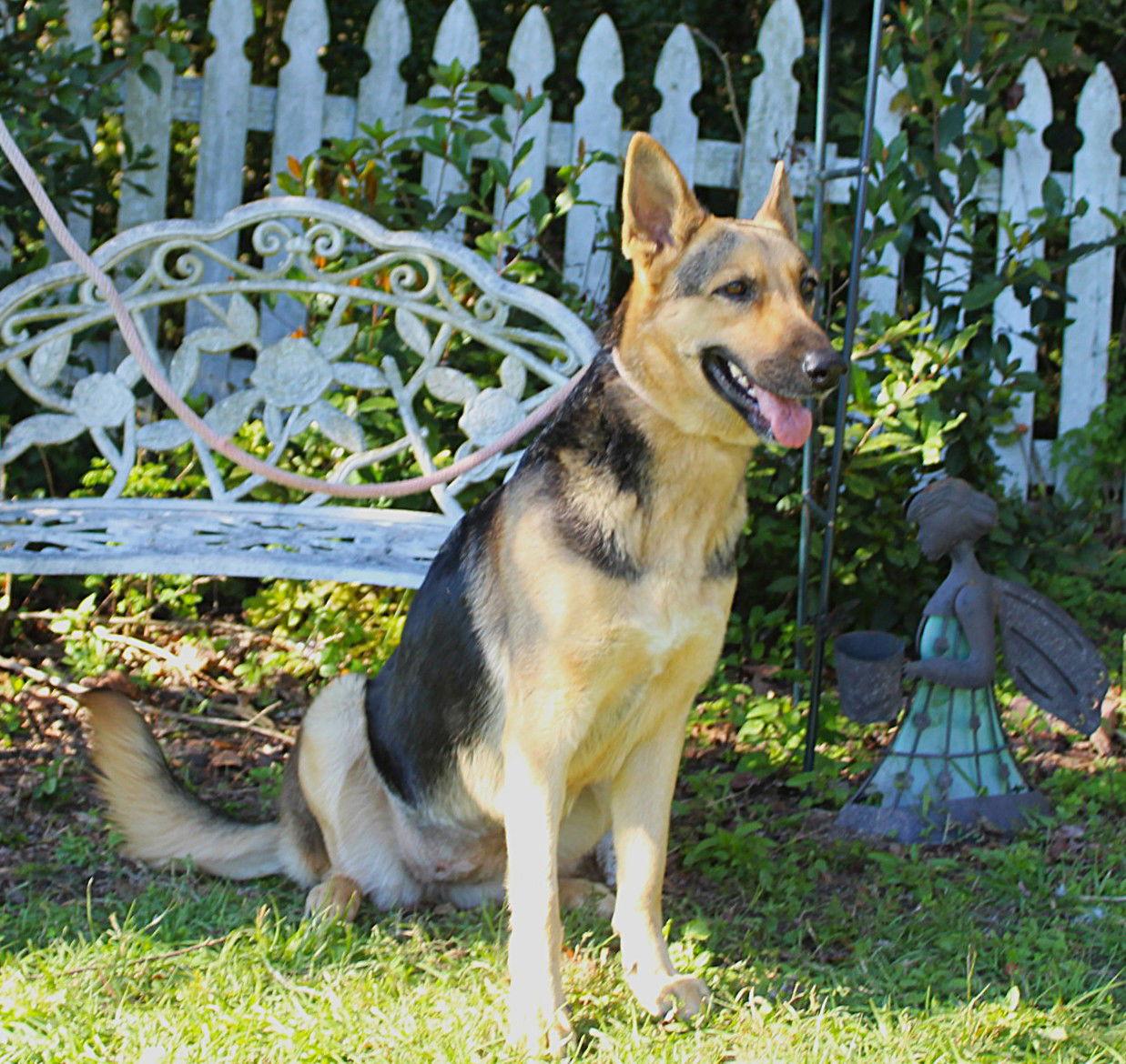 Enlarge Chel-12-18mths/Sweet Girl/Very Bright $425, a Adopted German Shepherd Dog in Holly Hill, SC image 1/3