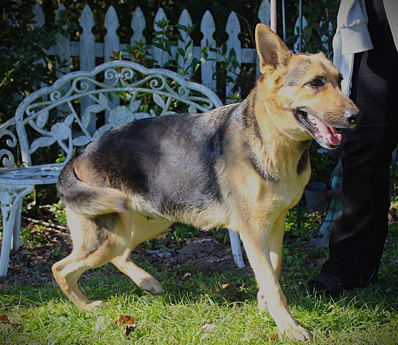 Enlarge Chel-12-18mths/Sweet Girl/Very Bright $425, a Adopted German Shepherd Dog in Holly Hill, SC image 3/3