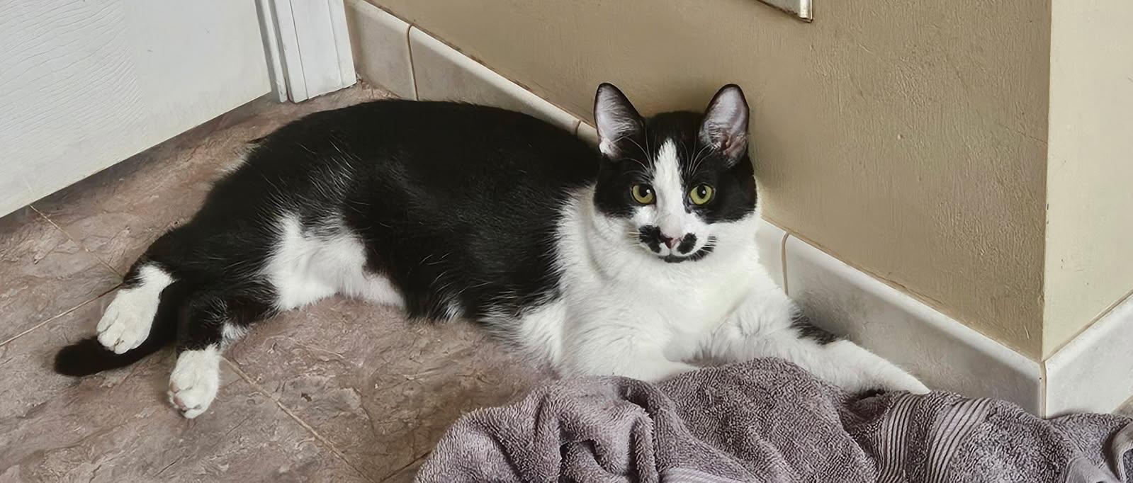 Wednesday, a Adoptable Domestic Short Hair in Aurora, IL image 1/3