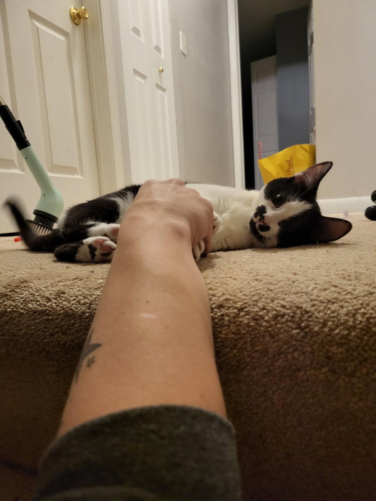 Wednesday, a Adoptable Domestic Short Hair in Aurora, IL image 2/3