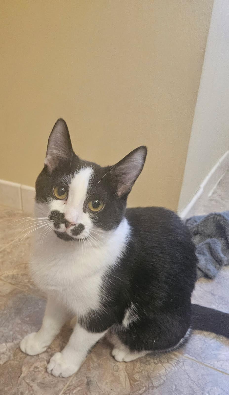 Wednesday, a Adoptable Domestic Short Hair in Aurora, IL image 3/3