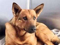 Price, adopted, Adult Male Mixed Breed.