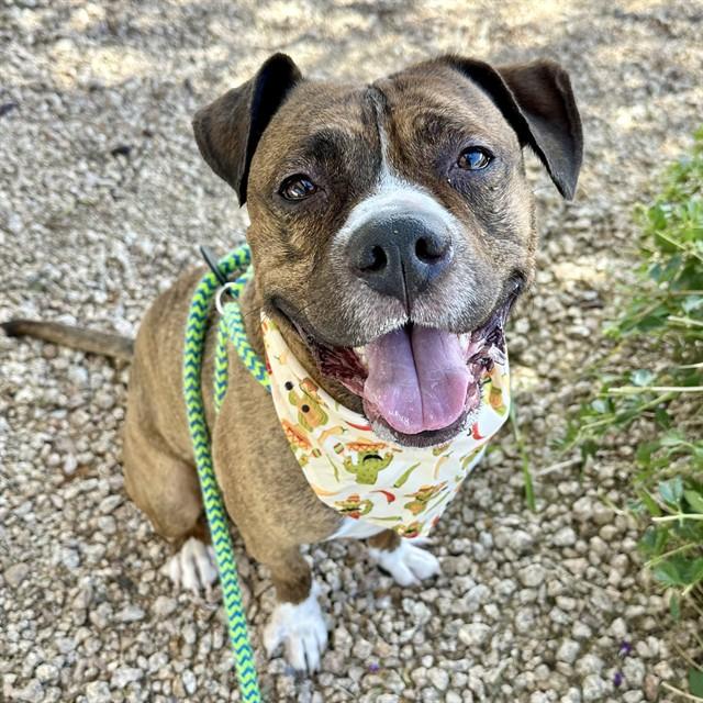 PUNCH, Adoptable, Adult Male American Staffordshire Terrier & Boxer.