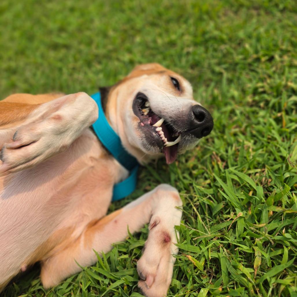 Pancake, Adoptable, Adult Female American Foxhound.