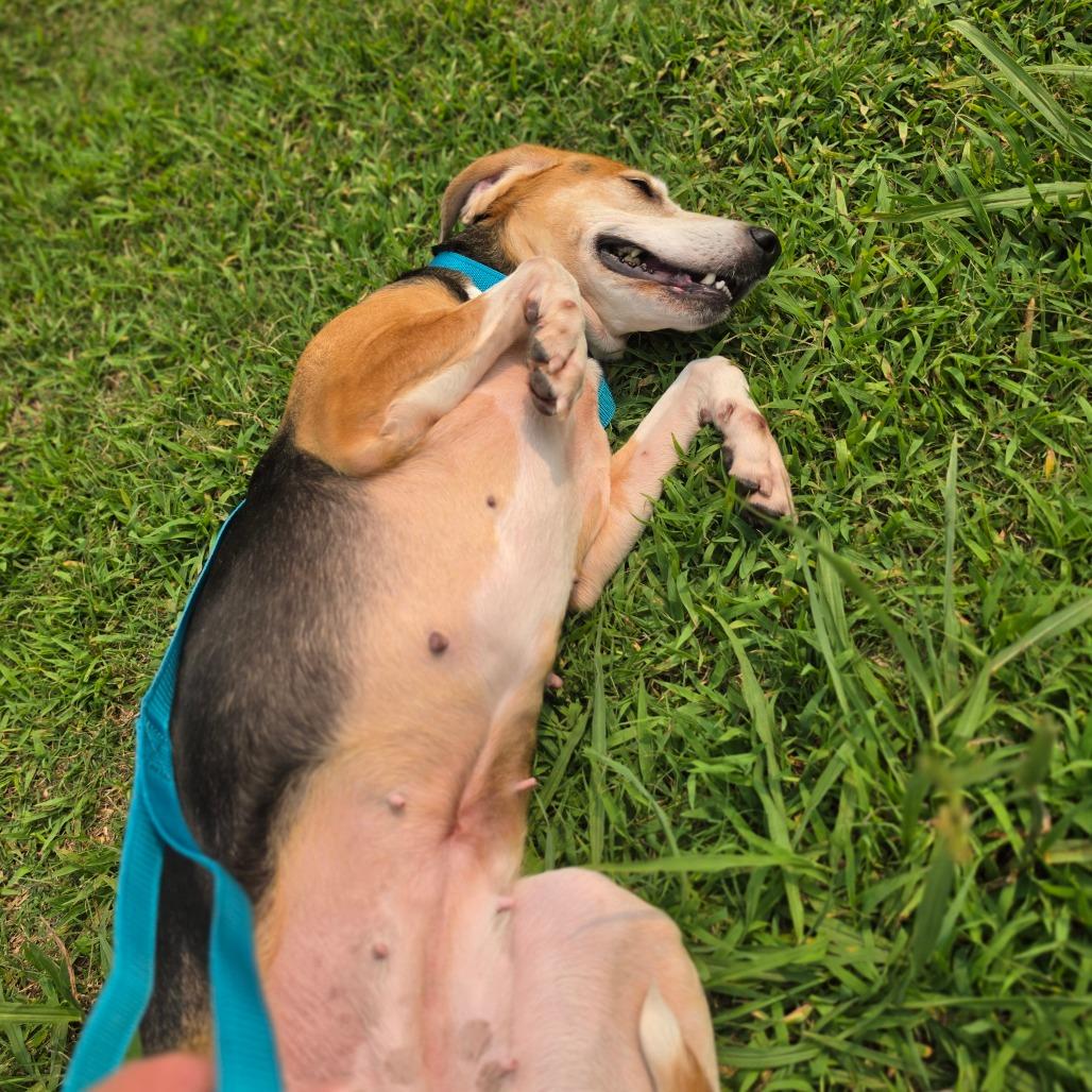Enlarge Pancake, a Adoptable American Foxhound in Chesapeake, VA image 2/4