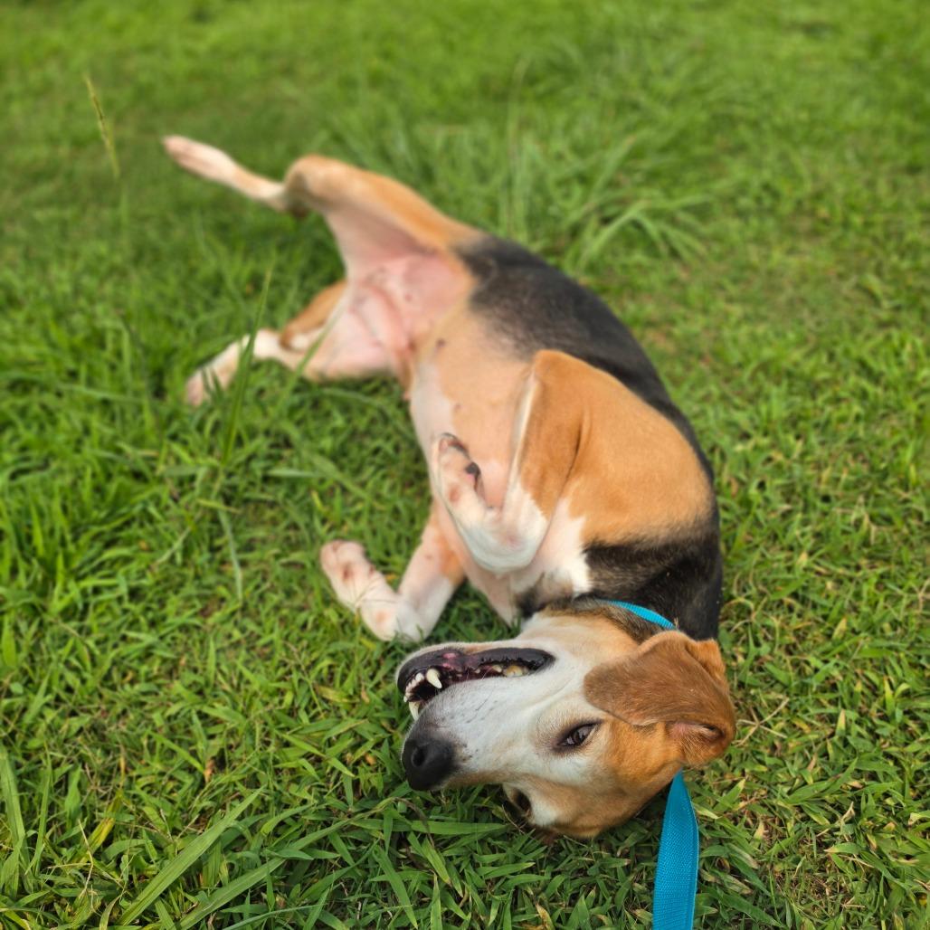 Enlarge Pancake, a Adoptable American Foxhound in Chesapeake, VA image 3/4